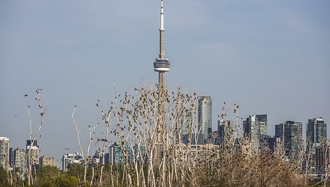 Paukščiai tupintys medžiuose Toronto fone