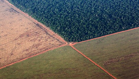 I&scaron;kirstų atogrąžų mi&scaron;kų plotai paruo&scaron;ti sojų pupelių plantacijoms