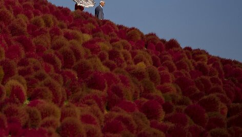 Rudens parkas Japonijoje
