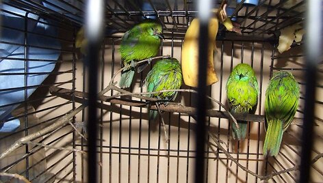 Zoologijos sodui perduoti kontrabandiniai pauk&scaron;čiai