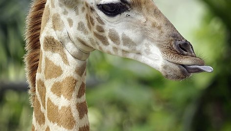 Singapūro zoologijos sode gimęs žirafos jauniklis
