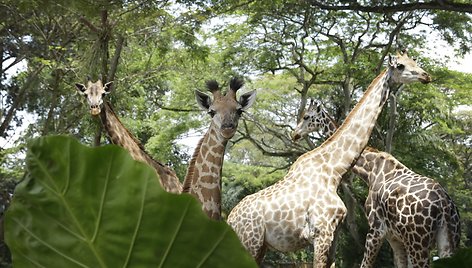 Singapūro zoologijos sode gimęs žirafos jauniklis