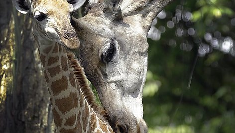 Singapūro zoologijos sode gimęs žirafos jauniklis