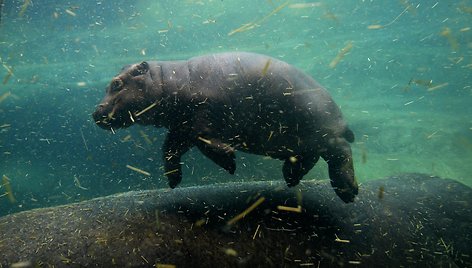 Čekijos zoologijos sode pristatytas begemoto jauniklis