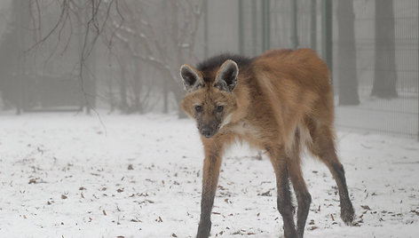 Lietuvos zoologijos sodo gyvūnai ūkanotą dieną