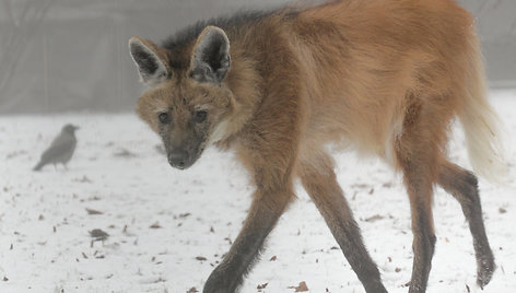 Lietuvos zoologijos sodo gyvūnai ūkanotą dieną