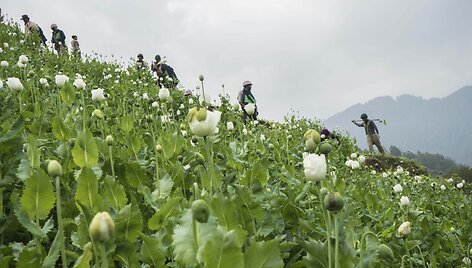 Aktyvistai Mianmare naikina narkotikams nelegaliai auginamas aguonas