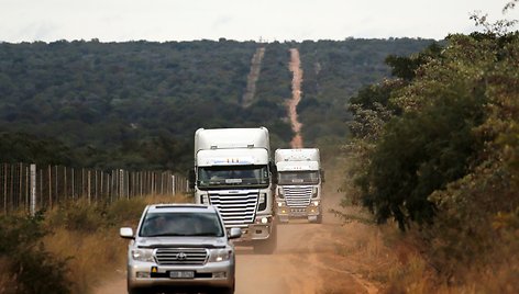 Iš cirko Pietų Amerikoje išlaisvinti liūtai buvo paleisti į rezervatą Pietų Afrikos Respublikoje