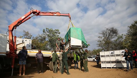 Iš cirko Pietų Amerikoje išlaisvinti liūtai buvo paleisti į rezervatą Pietų Afrikos Respublikoje