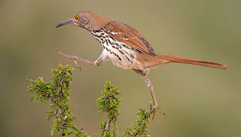 &bdquo;Audubon&ldquo; fotografijos apdovanojimų geriausios 2016 m. pauk&scaron;čių nuotraukos