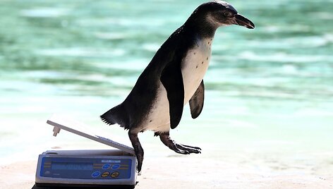 Londono zoologijos sode pasvertas pingvinas nu&scaron;oka nuo svarstyklių