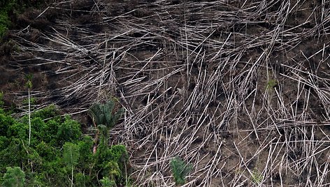 Pareigūnai kovoja su nelegaliais Brazilijos Amazonės miškų kirtėjais