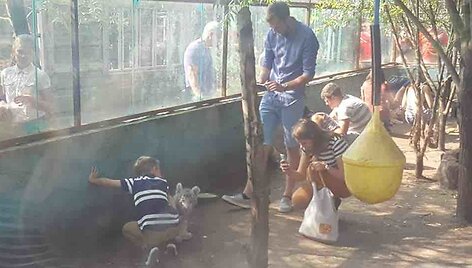 Klaipėdos zoologijos sodas, fotografavimas su tigrų jaunikliais