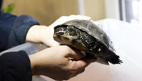 Balinių vėžlių migdymas Lietuvos zoologijos sode