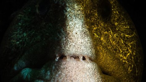 Neįprasti fotografo užfiksuoti giliavandeniai gyvūnai