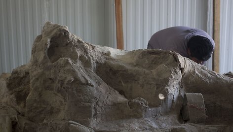 Paleontologai Meksikoje valo prieš metus rastus mamuto griaučius