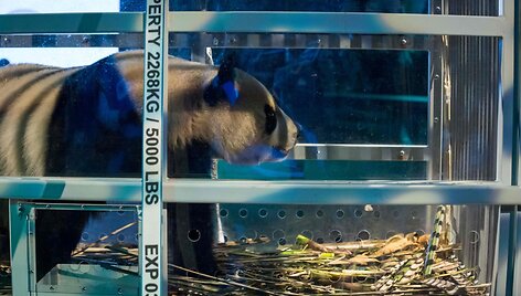 Nyderlandai žavisi i&scaron; Kinijos atskraidinta pandų pora