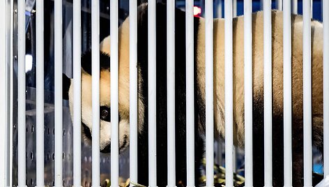 Nyderlandai žavisi i&scaron; Kinijos atskraidinta pandų pora