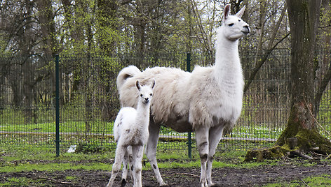 Lama Aistė su mama