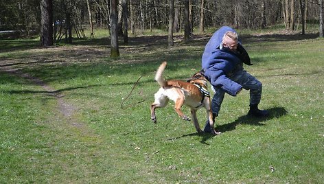 Tarnybinių šunų treniruotė