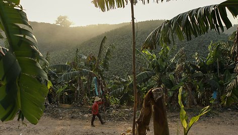 Laose auginamų bananų plantacijos – finansinė nauda ir pavojus dėl naudojamų chemikalų