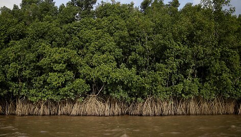 Amazonės žiotyse naftos ie&scaron;koti planuojantys brazilai kelia pavojų vietinei bendruomenei ir gamtai