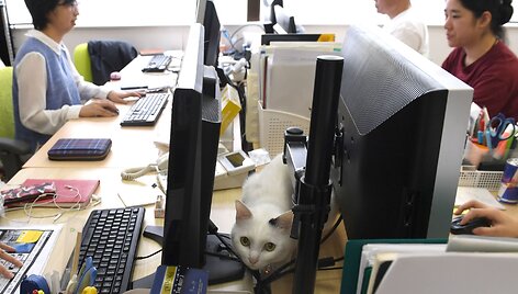 Nuo streso Japonijos darbuotojus gelbsti biuruose gyvenantys katinai