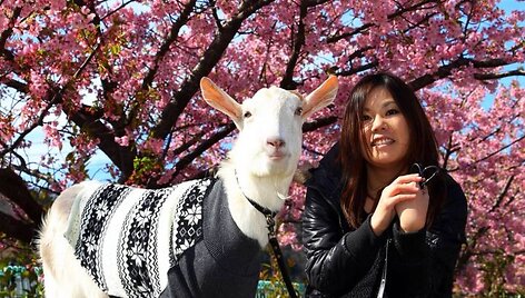 Savo namuose japonė augina ožką