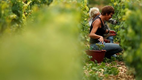 Prancūzijoje įsibėgėja vynuogių skynimo sezonas