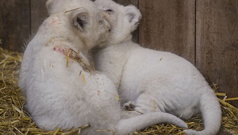 Baltojo liūto jaunikliai Prancūzijos zoologijos sode
