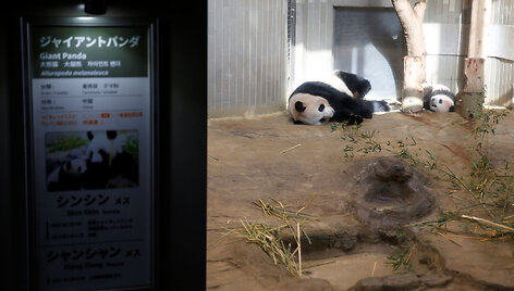 Japonijos zoologijos sode mažylė panda pirmą kartą parodyta žurnalistams