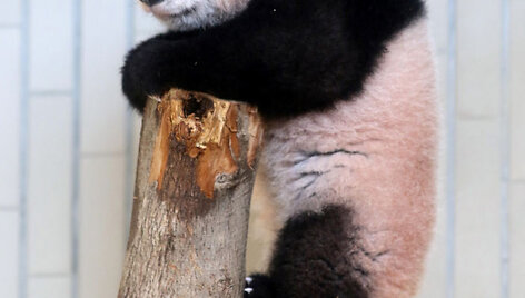 Japonijos zoologijos sode mažylė panda pirmą kartą parodyta žurnalistams