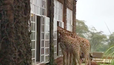 Dvare Kenijoje – unikali galimybė papietauti kartu su žirafomis