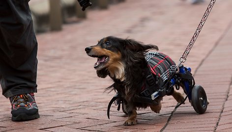 Kinijoje vyko taksų eitynės „Sausage walk“