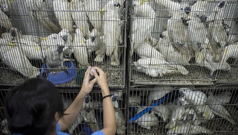Filipinai konfiskavo &scaron;imtus kontrabanda atgabentų gyvūnų