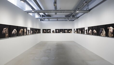 Nabil Boutros &bdquo;Ovine Condition (Celebrities)&ldquo; 2014 m.