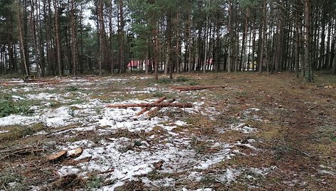 Lietuvos pareigūno žemės sklype Papėje išpjauti medžiai