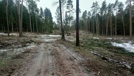 Kurortinėje Kačerginės teritorinėje kertami medžiai