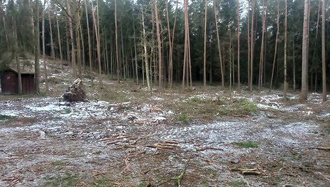 Kurortinėje Kačerginės teritorinėje kertami medžiai