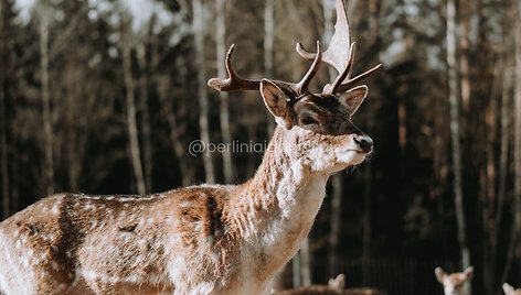 Perlinių danielių ūkis