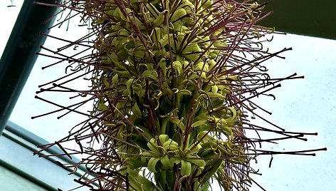 Kauno botanikos sode pražydo tik kartą per gyvenimą žydintis „šimtmečio augalas“