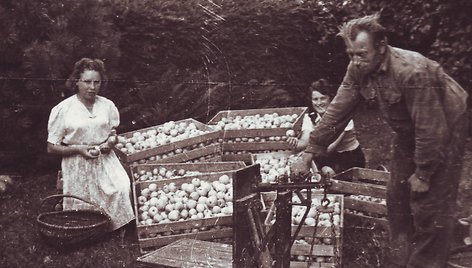 Gausus obuolių derlius Obelynėje 1953 m.