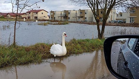 Užlieti sklypai Romainiuose