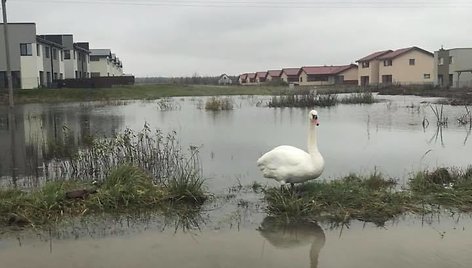 Užlieti sklypai Romainiuose