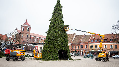 Kaune statoma Kalėdų eglė