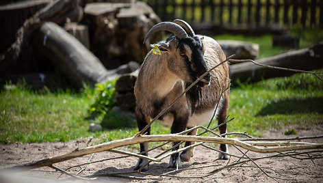 Lietuvos zoologijos sodo 82-asis sezono atidarymas