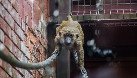 Beždžionių gyvenimas Kauno zoologijos sode