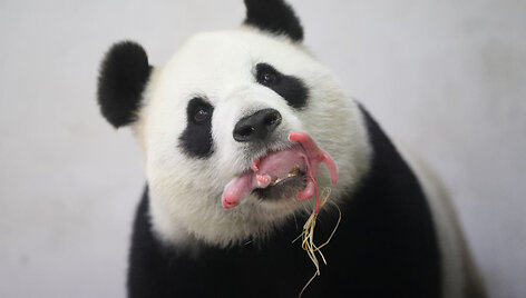 Didžioji panda