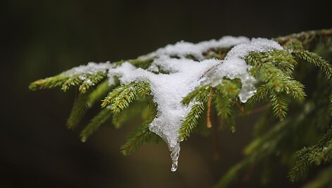 Ilgesingas Varnikų &scaron;auksmas: pasigrožėti &scaron;lapiu sniegu apdribusia gamta