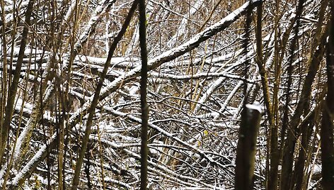 Antra pagal auk&scaron;tį Lietuvos atodanga &ndash; Plikakalnis